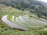 等覚時の棚田の画像