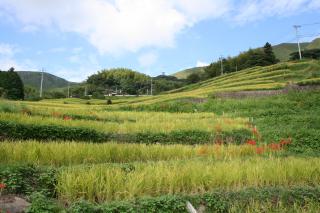 等覚寺の棚田の画像1