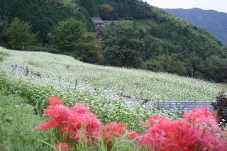 等覚寺の棚田の画像2