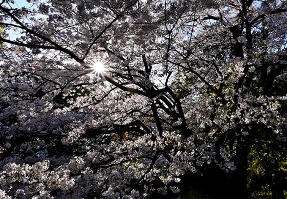 殿川の桜の画像