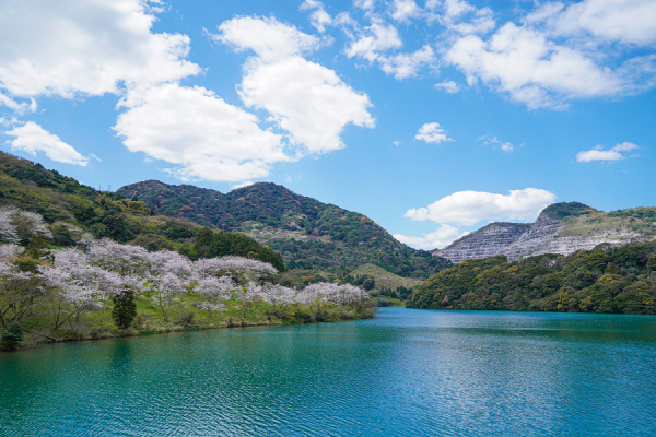 桜の見えるダムの風景
