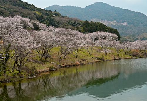 殿川ダムの桜