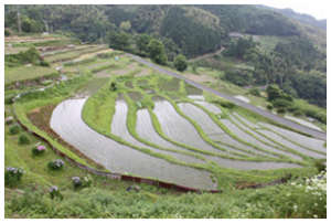 等覚寺の棚田の画像