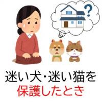 迷い犬や猫の保護に関する手続き