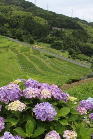 等覚寺の棚田