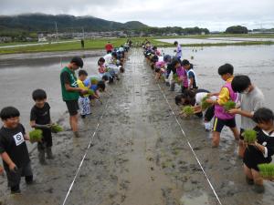 田植え