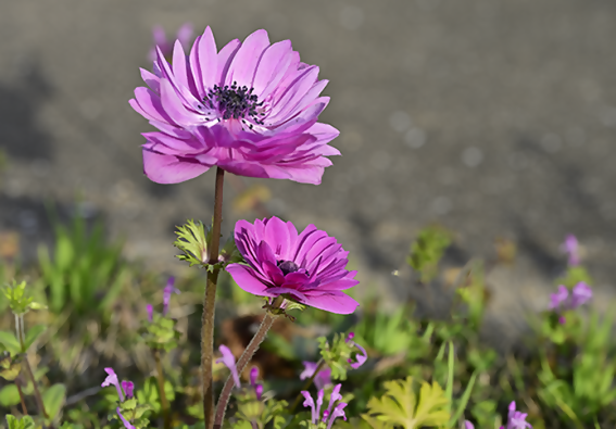 小さな花01