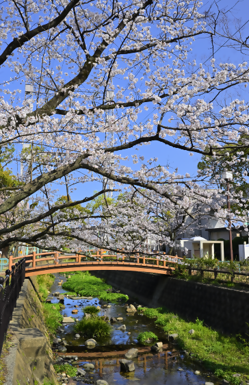 殿川の桜1