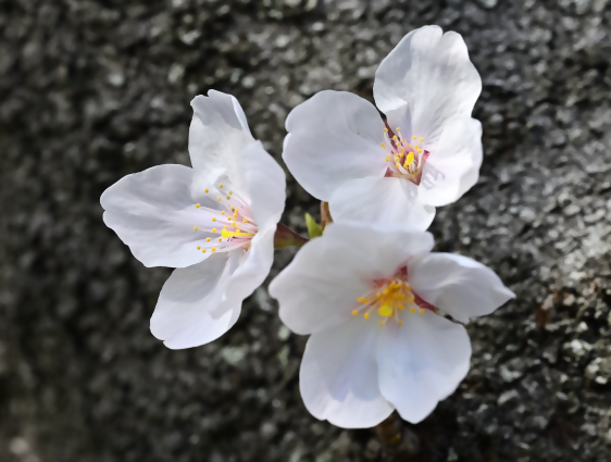 殿川の桜2