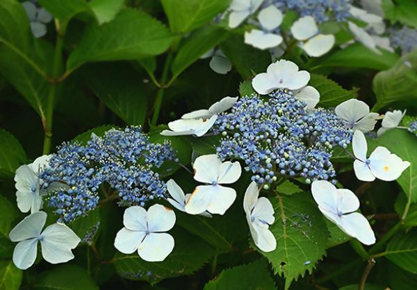 梅雨の花　紫陽花が見ごろ