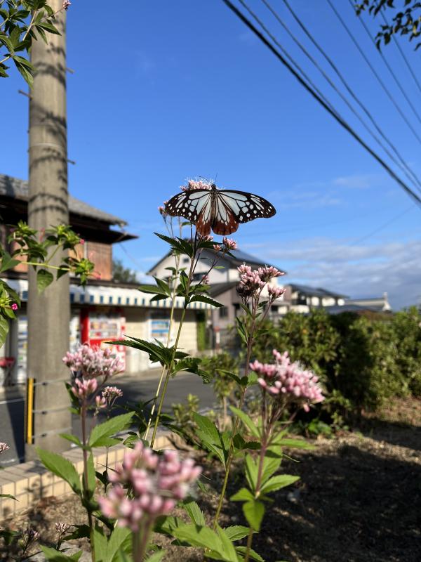 北公民館にもアサギマダラがやってきた
