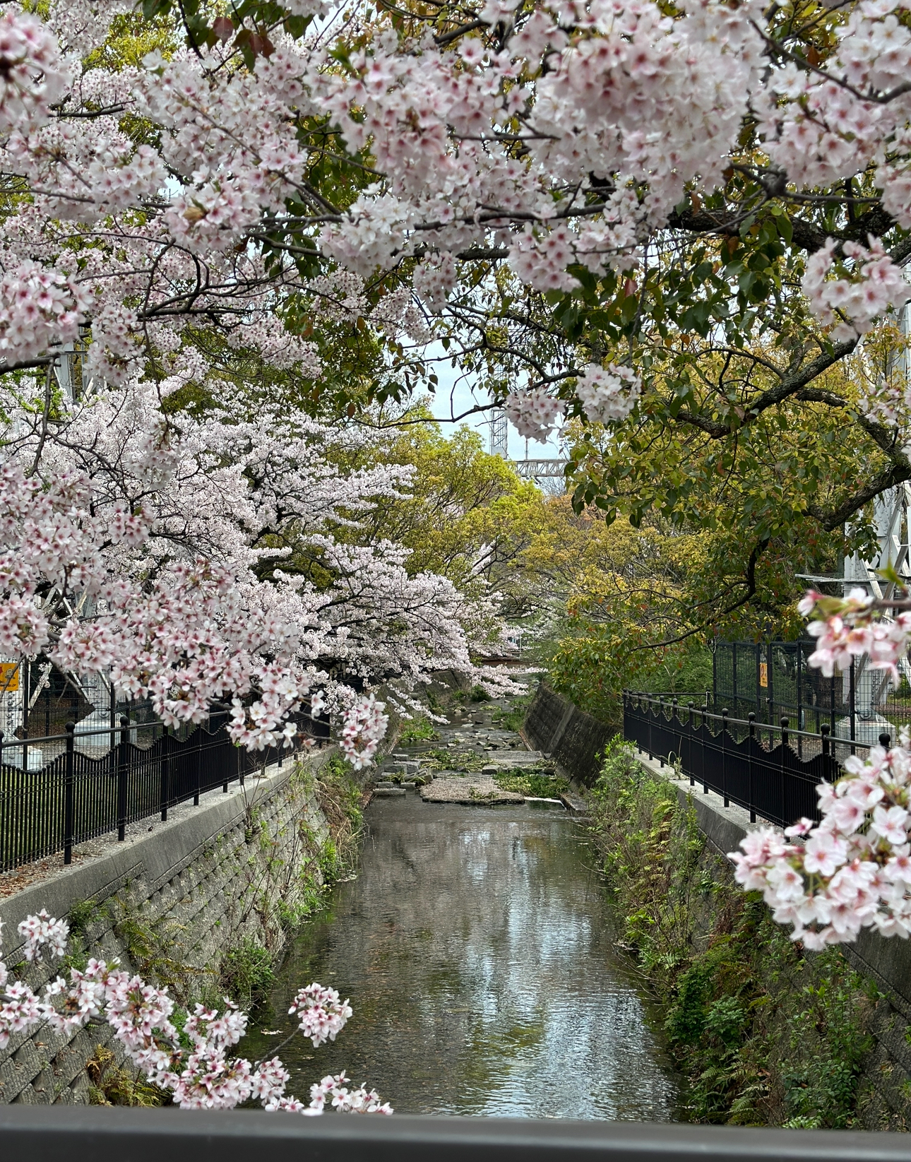 （3位）Oki 「Beautiful spring at kanda city」.jpg