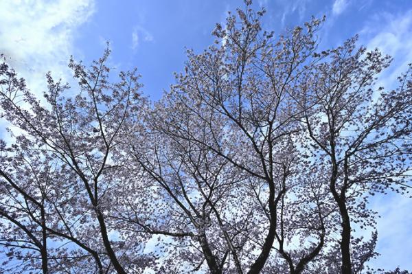 殿川四季のひろば (2)