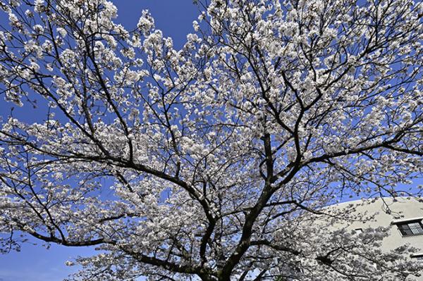 富久1丁目桜