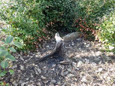 町史跡「松山城跡」内での火気の使用行為